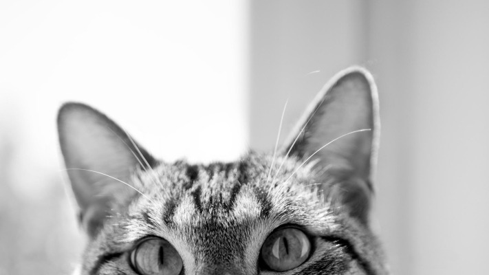 Cats. Desktop wallpaper