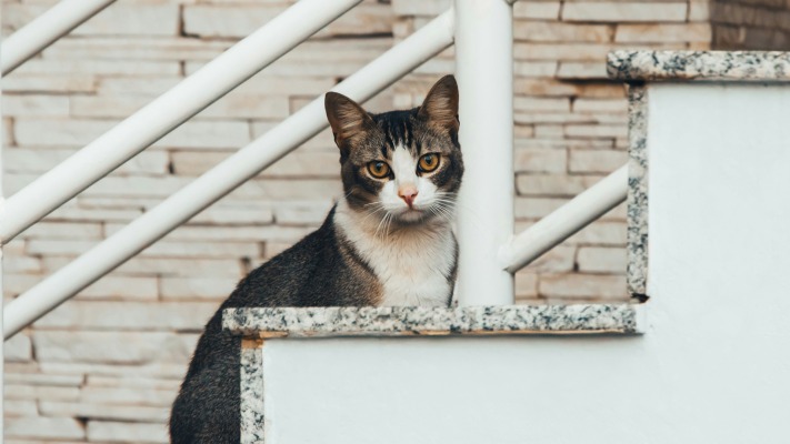 Cats. Desktop wallpaper