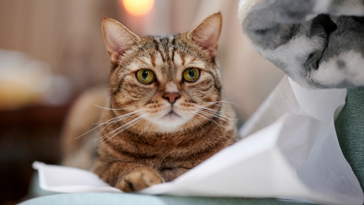 Cats. Desktop wallpaper