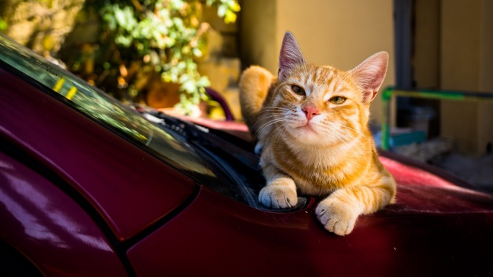 Cats. Desktop wallpaper