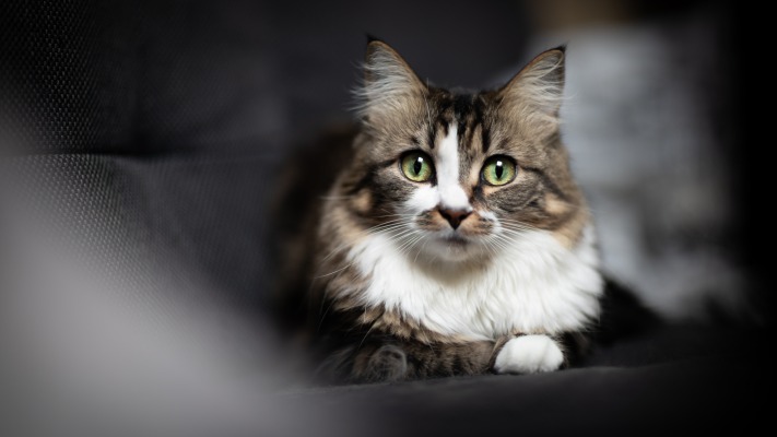 Cats. Desktop wallpaper