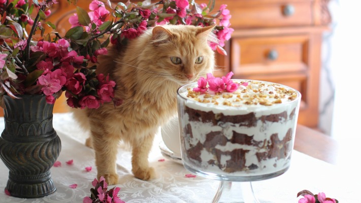 Cats. Desktop wallpaper