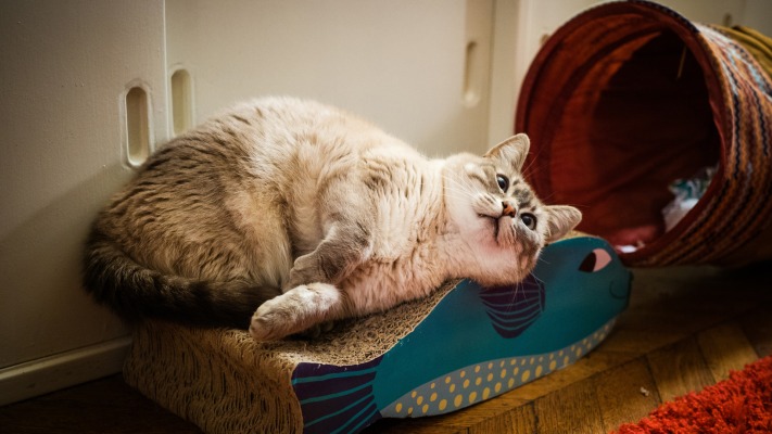 Cats. Desktop wallpaper