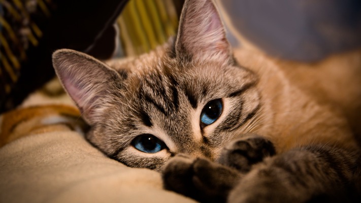 Cats. Desktop wallpaper