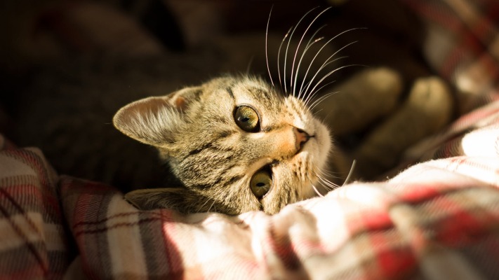 Cats. Desktop wallpaper