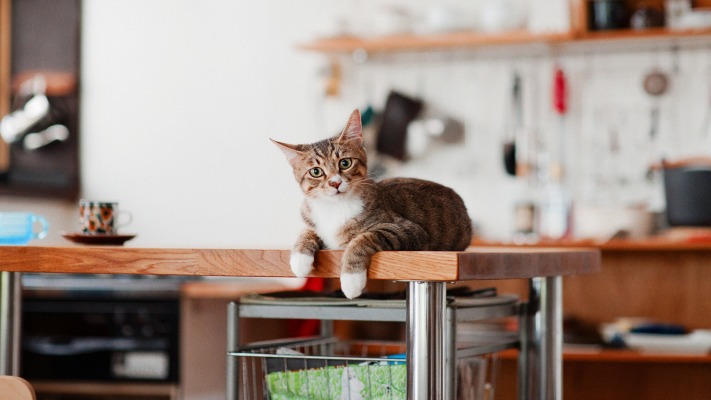 Cats. Desktop wallpaper