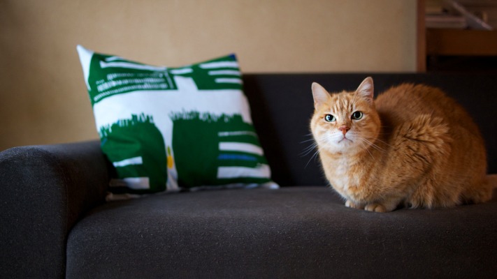 Cats. Desktop wallpaper