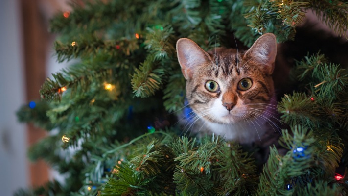 Cats. Desktop wallpaper