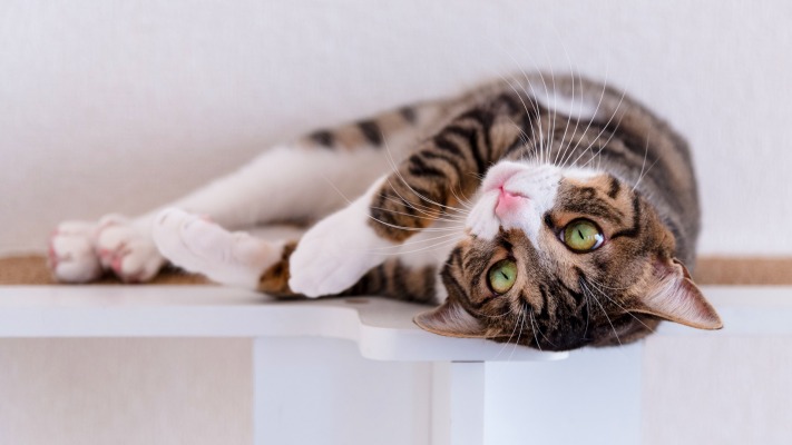 Cats. Desktop wallpaper