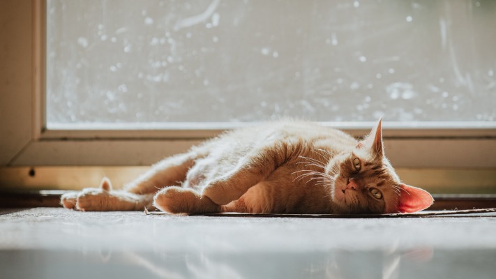 Cats. Desktop wallpaper