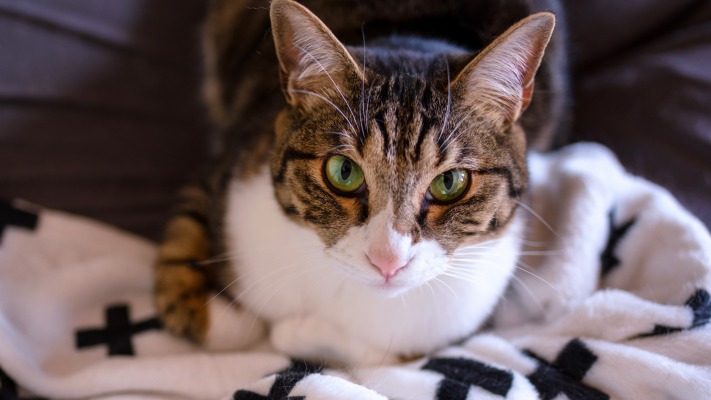 Cats. Desktop wallpaper