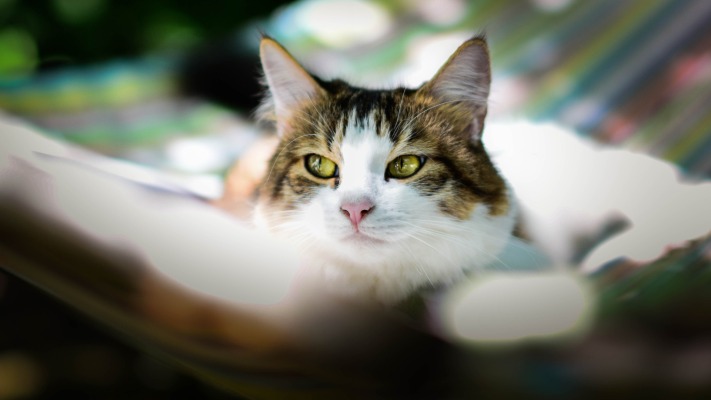 Cats. Desktop wallpaper