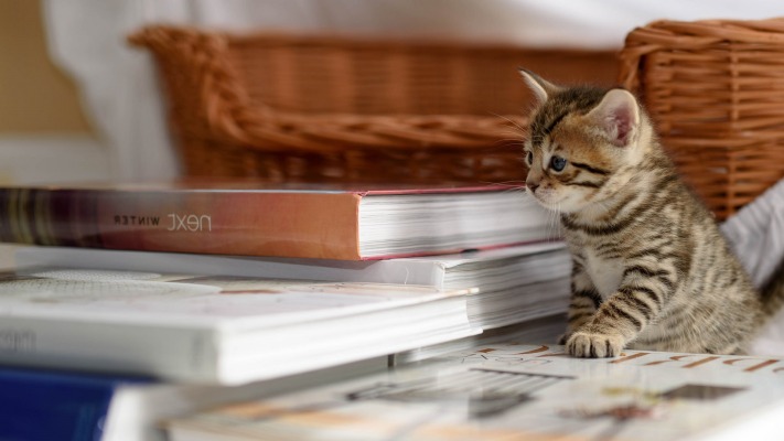 Cats. Desktop wallpaper