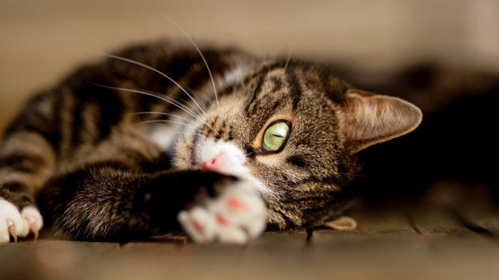 Cats. Desktop wallpaper