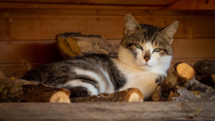 Cats. Desktop wallpaper