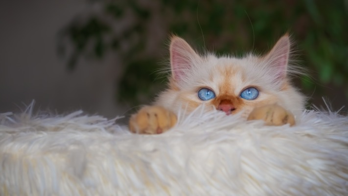 Cats. Desktop wallpaper