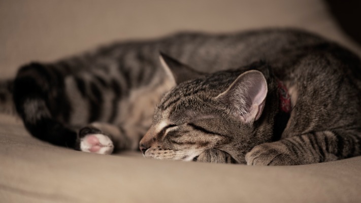 Cats. Desktop wallpaper