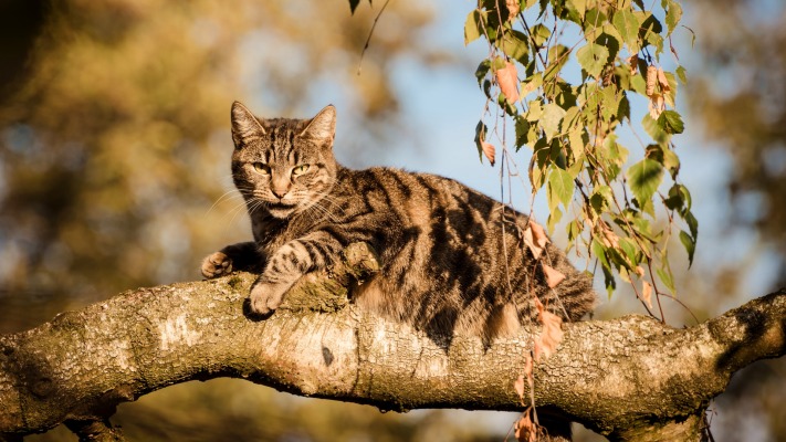 Cats. Desktop wallpaper