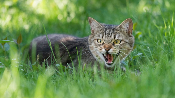 Cats. Desktop wallpaper