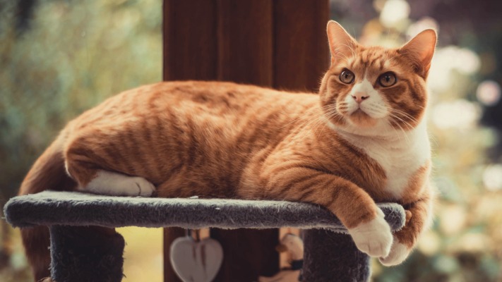 Cats. Desktop wallpaper