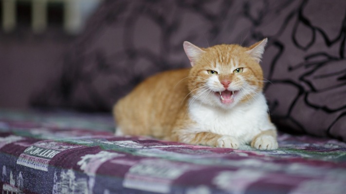 Cats. Desktop wallpaper