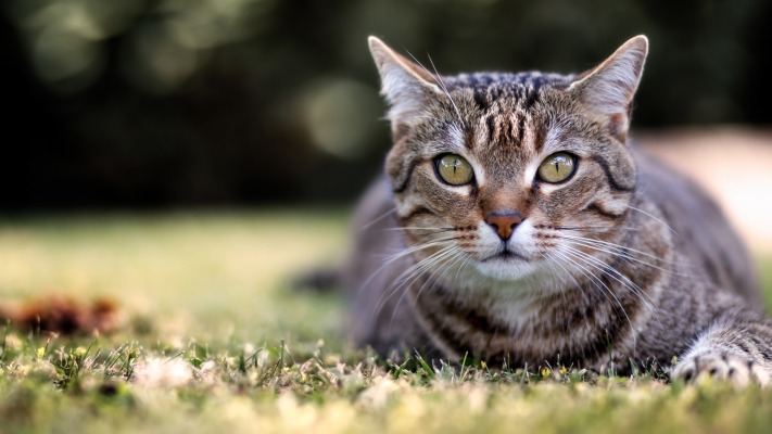 Cats. Desktop wallpaper