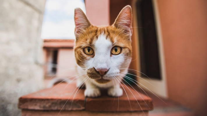 Cats. Desktop wallpaper