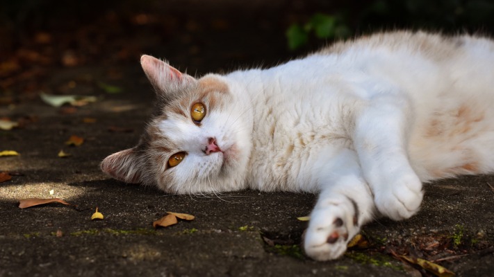 Cats. Desktop wallpaper