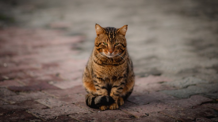 Cats. Desktop wallpaper