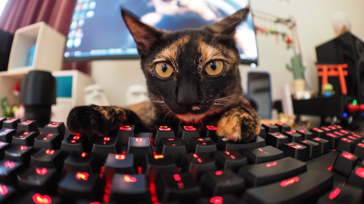 Cats. Desktop wallpaper