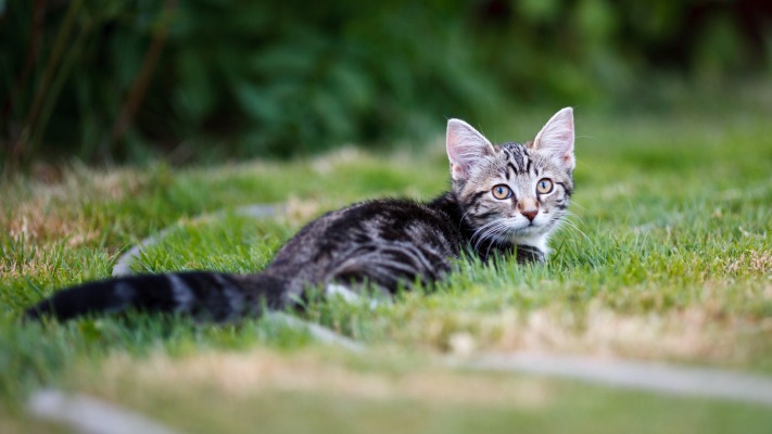 Cats. Desktop wallpaper