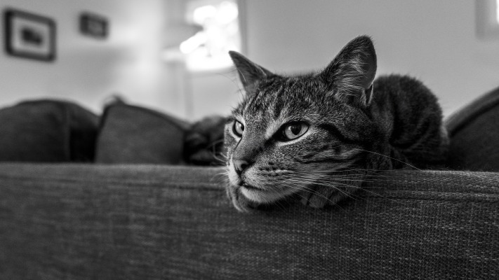 Cats. Desktop wallpaper