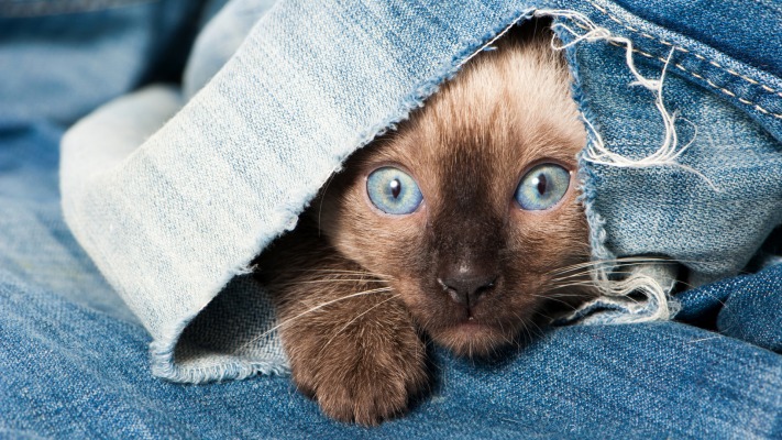 Cats. Desktop wallpaper