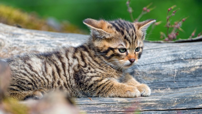 Cats. Desktop wallpaper