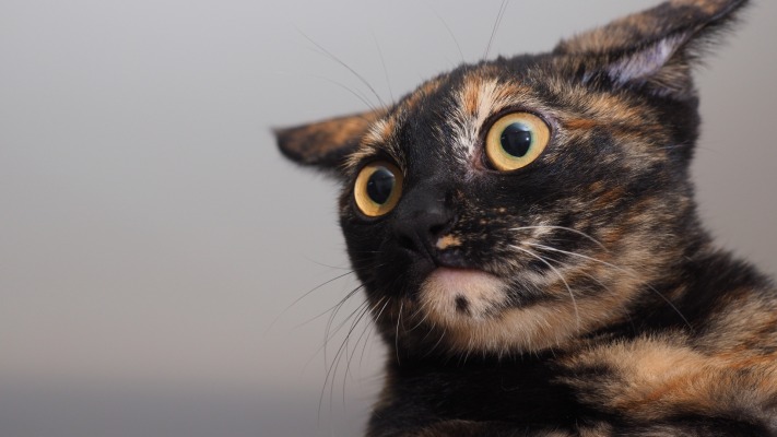 Cats. Desktop wallpaper