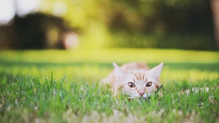 Cats. Desktop wallpaper