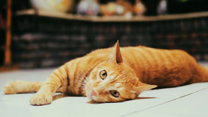 Cats. Desktop wallpaper