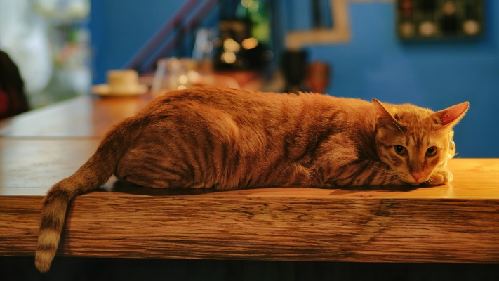 Cats. Desktop wallpaper
