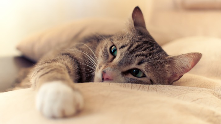 Cats. Desktop wallpaper