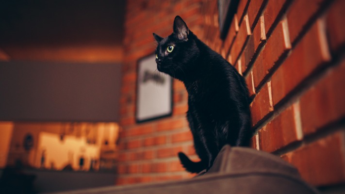 Cats. Desktop wallpaper