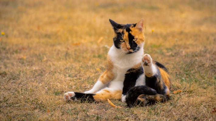 Cats. Desktop wallpaper