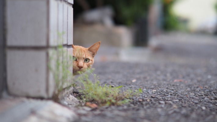Cats. Desktop wallpaper