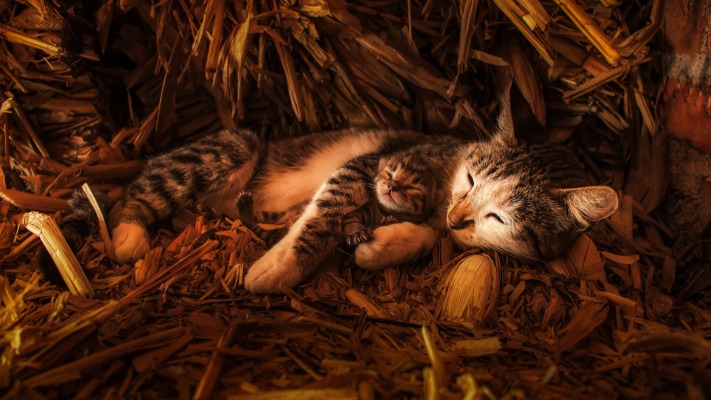 Cats. Desktop wallpaper