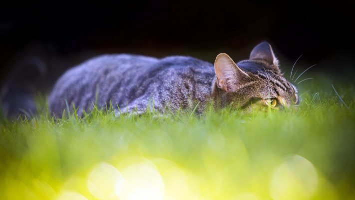 Cats. Desktop wallpaper