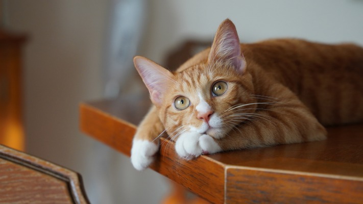 Cats. Desktop wallpaper