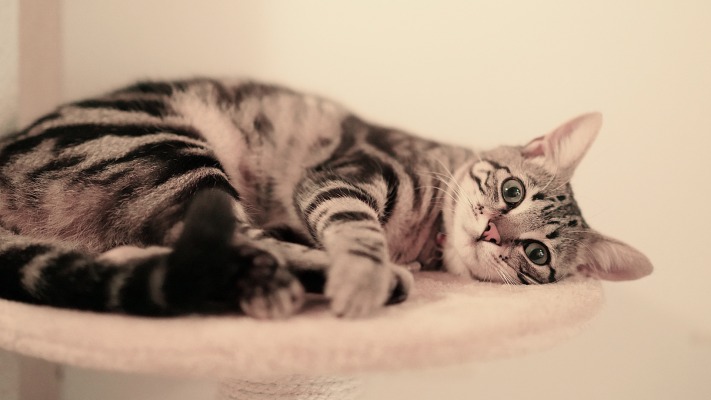Cats. Desktop wallpaper