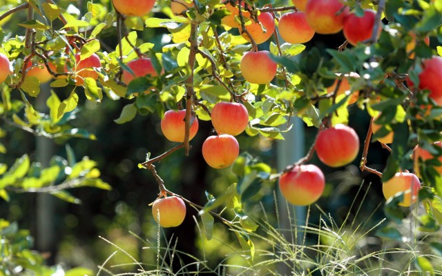 Fruits. Desktop wallpaper