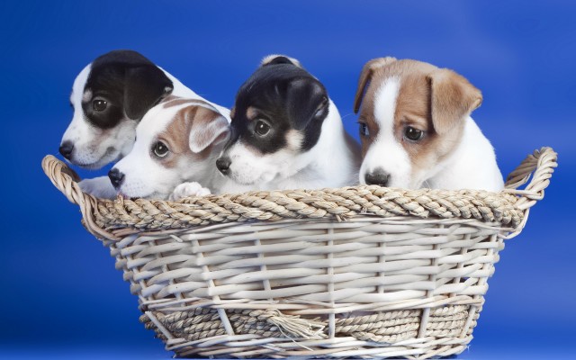 Dogs. Desktop wallpaper