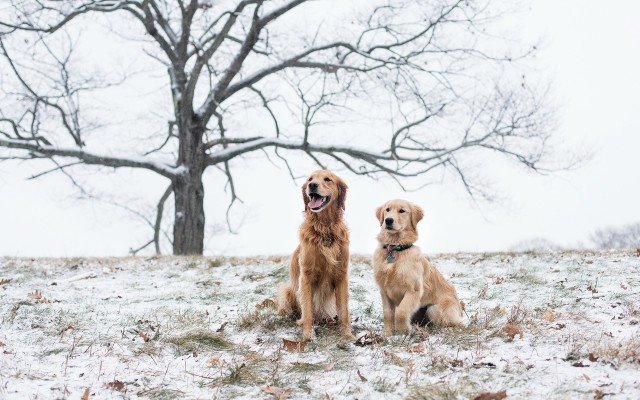 Dogs. Desktop wallpaper