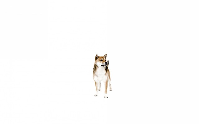 Dogs. Desktop wallpaper